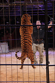 Tiger mit Martin Lacey jr. am 08.03.2105 (©Foto: Martin Schmitz)